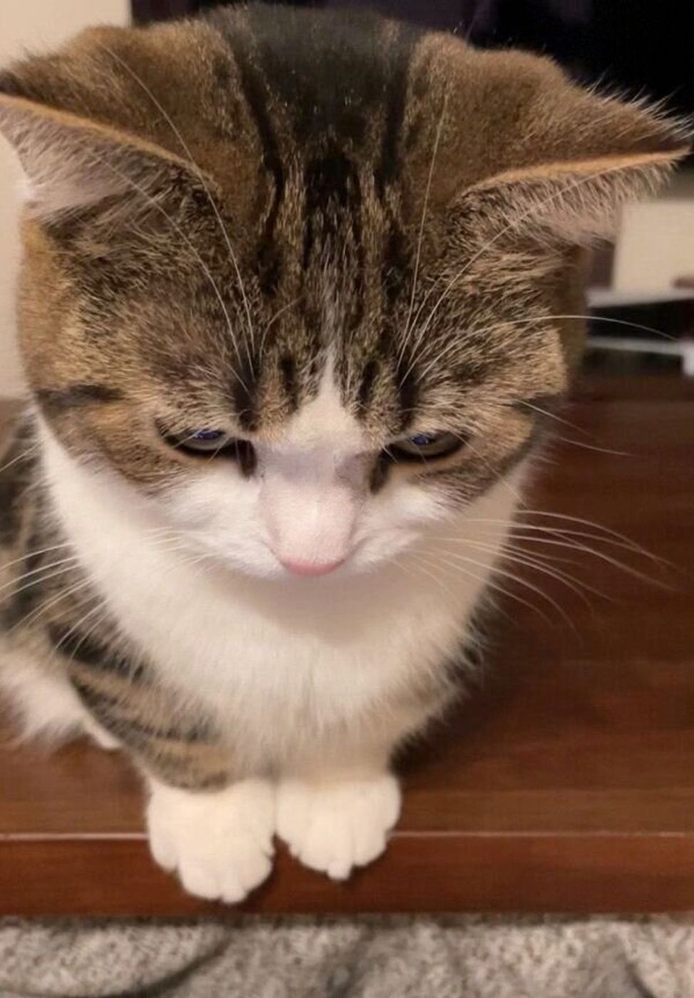 小白